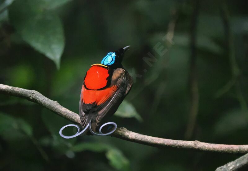 Wilson's Bird-of-paradise male adult breeding, courting display