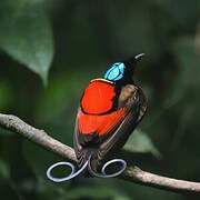 Wilson's Bird-of-paradise