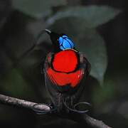 Wilson's Bird-of-paradise