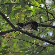 Western Parotia