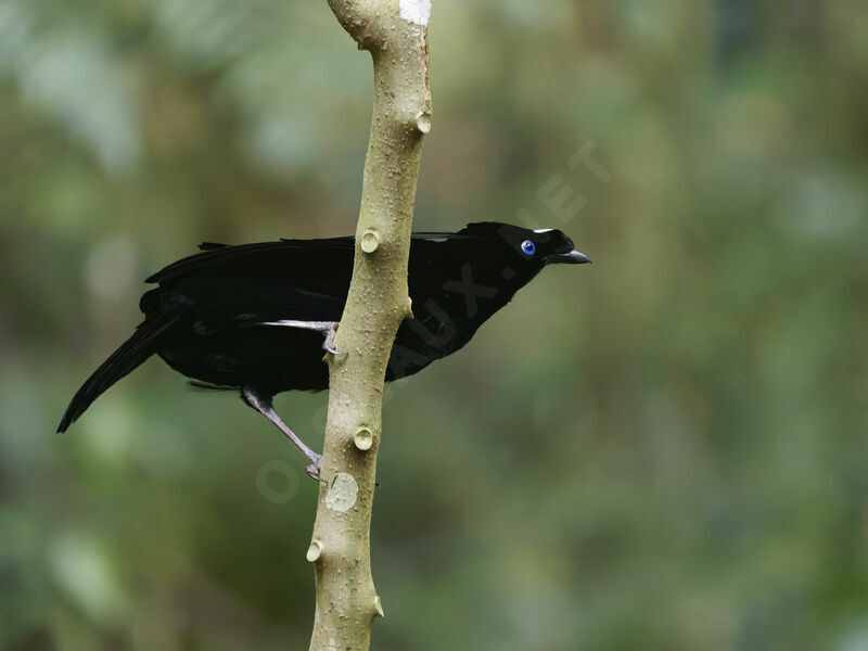 Western Parotia male adult breeding