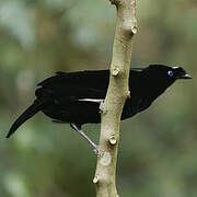 Western Parotia