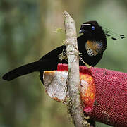 Western Parotia