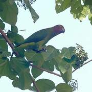 Red-cheeked Parrot