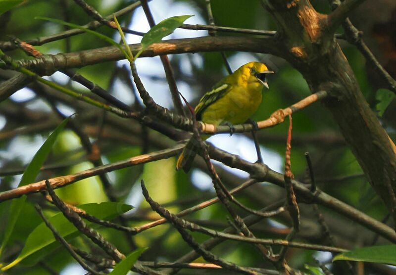 Common Iora male adult post breeding, song