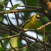 Common Iora