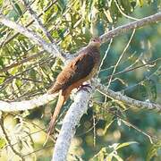 Bar-tailed Cuckoo-Dove