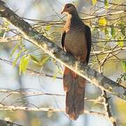 Brown Cuckoo-Dove