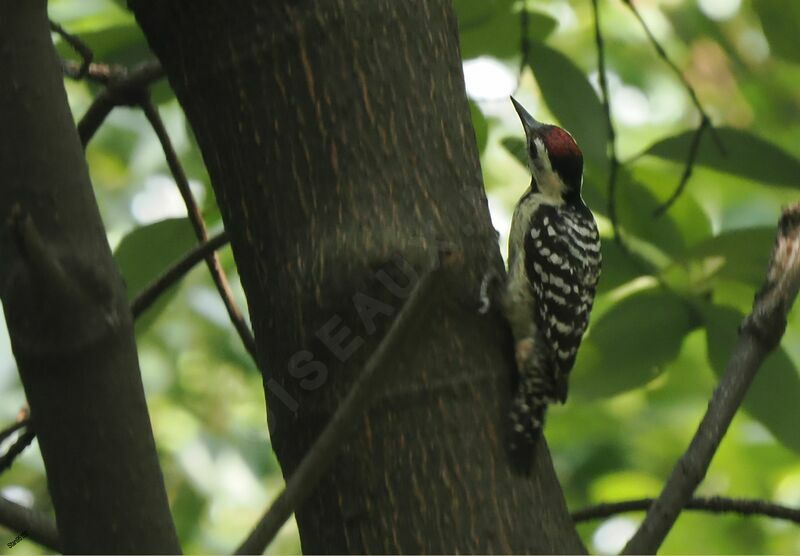 Freckle-breasted Woodpecker male adult