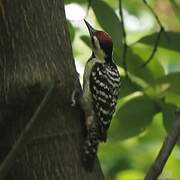 Freckle-breasted Woodpecker