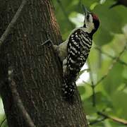 Freckle-breasted Woodpecker