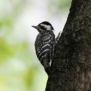 Sunda Pygmy Woodpecker