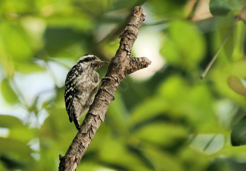 Sunda Pygmy Woodpecker female