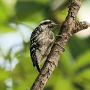 Sunda Pygmy Woodpecker