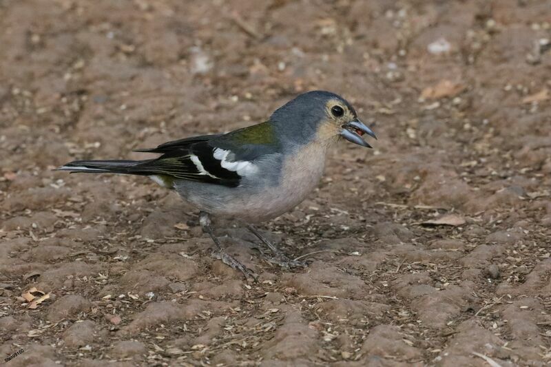 Madeira Chaffinch male adult, walking, eats