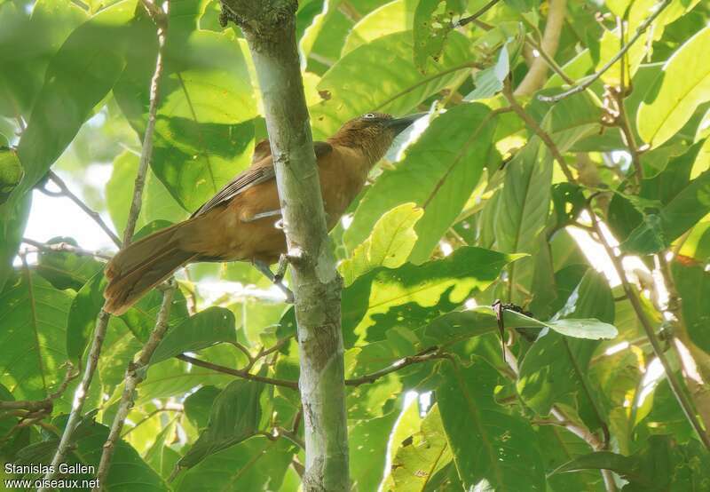 Pitohui rouilleuxadulte