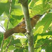 Pitohui rouilleux