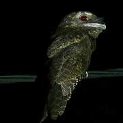 Papuan Frogmouth