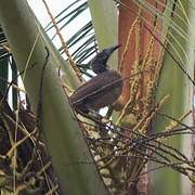 Helmeted Friarbird