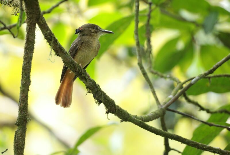 Tropical Royal Flycatcher male adult