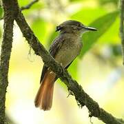 Tropical Royal Flycatcher