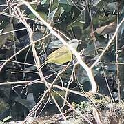 Island Leaf Warbler