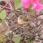 Prinia modeste