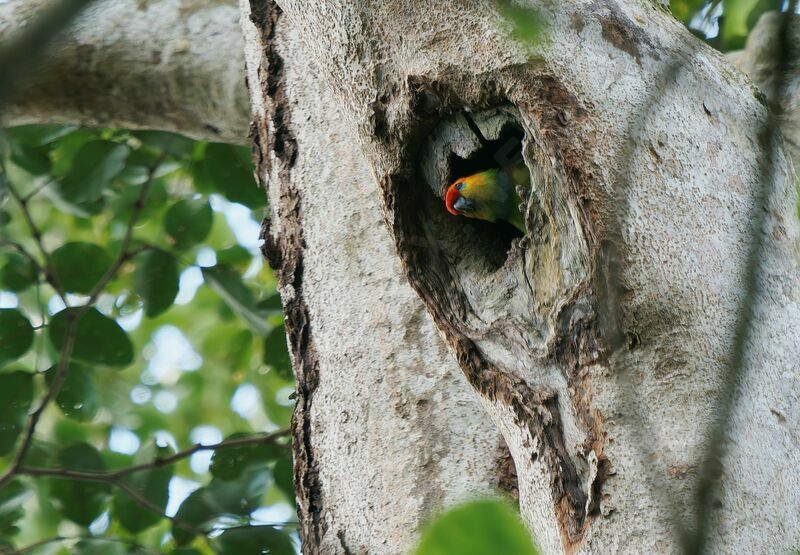 Large Fig Parrotadult breeding, Reproduction-nesting