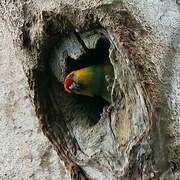 Large Fig Parrot