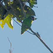 Double-eyed Fig Parrot