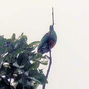 Orange-bellied Fruit Dove