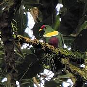 White-bibbed Fruit Dove