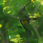 Wompoo Fruit Dove