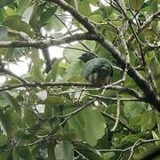 Pink-spotted Fruit Dove