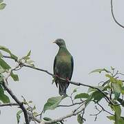 Claret-breasted Fruit Dove