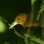 Red-necked Crake