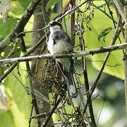 Northern Fantail