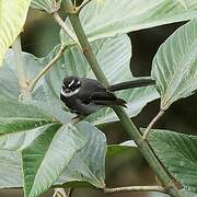 Friendly Fantail