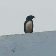 Willie Wagtail