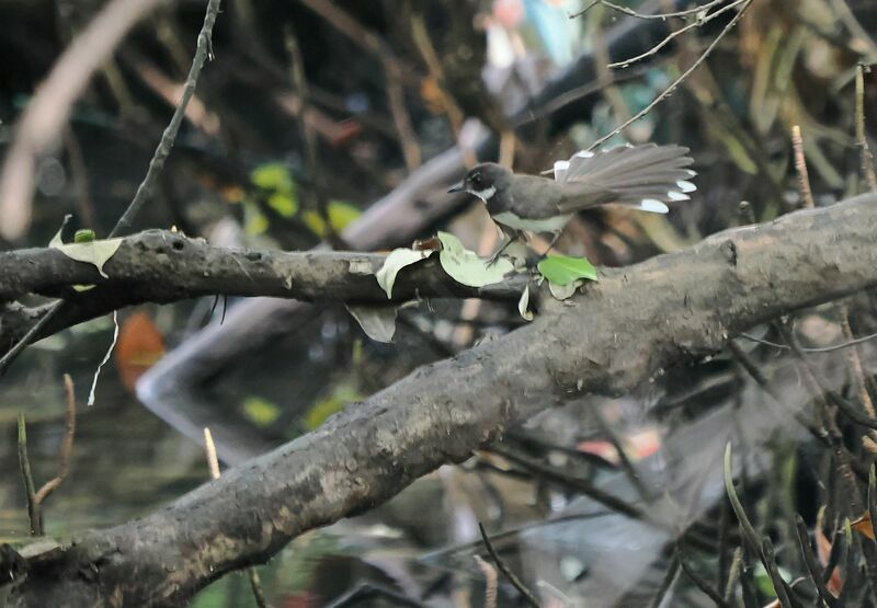 Malaysian Pied Fantail male adult