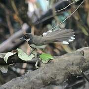 Malaysian Pied Fantail