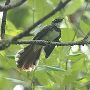 Malaysian Pied Fantail