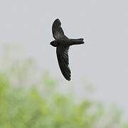 Giant Swiftlet