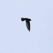 Cave Swiftlet