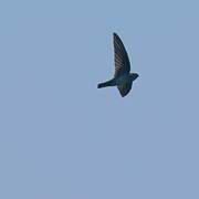 Cave Swiftlet