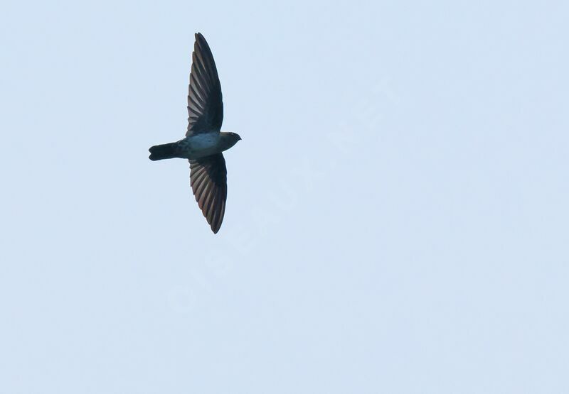 Cave Swiftletadult, Flight