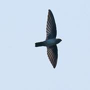 Cave Swiftlet