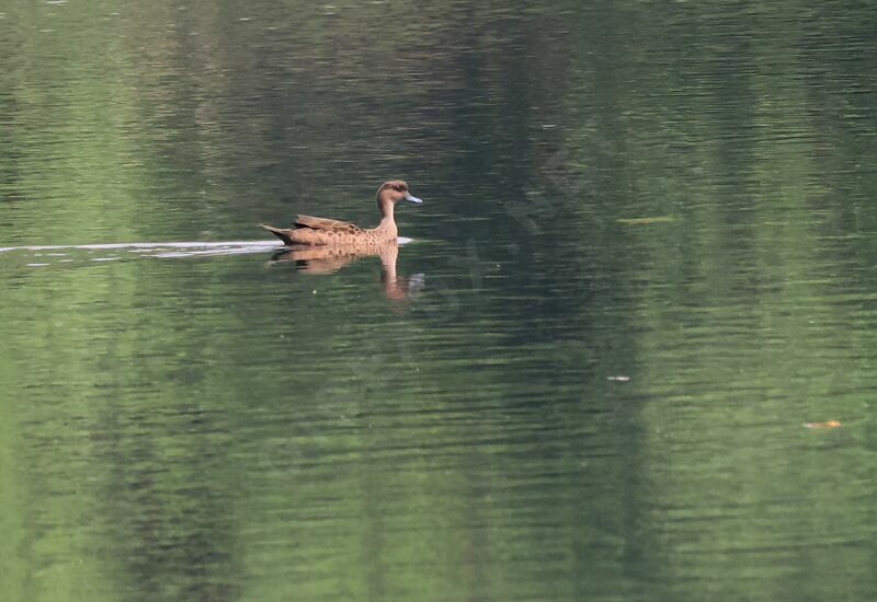 Sunda Teal female adult, swimming