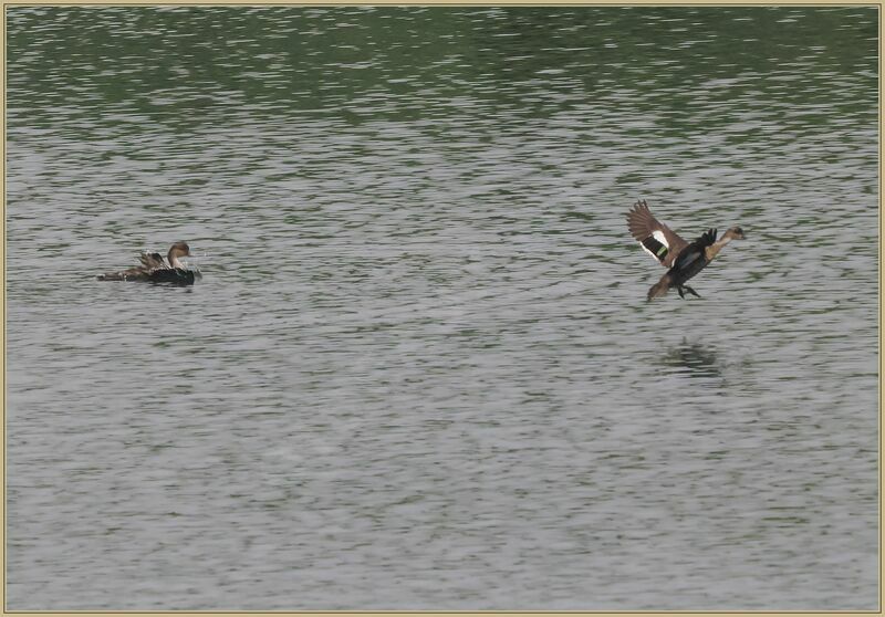 Sunda Tealadult, swimming