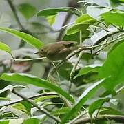 Vogelkop Scrubwren